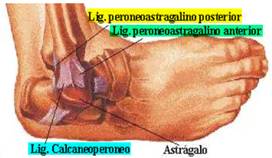 El tobillo anatomía y lesiones más frecuentesl