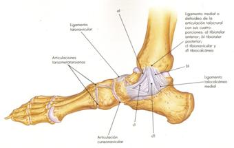 Rotura de fibras del recto anterior