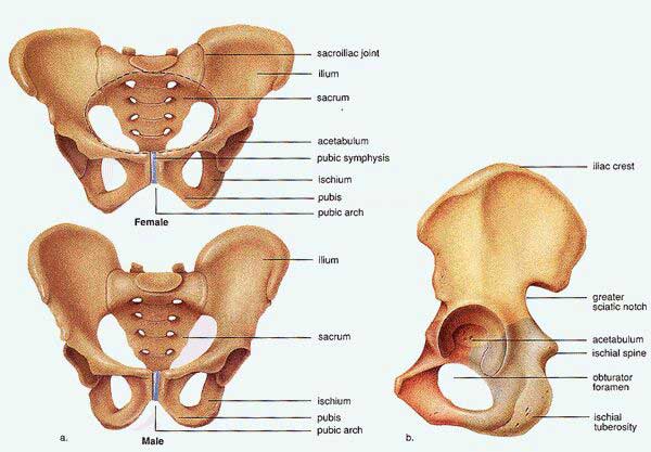 Osteopatía dinámica de pubis