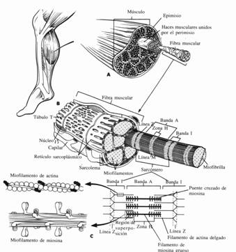 lesión muscular