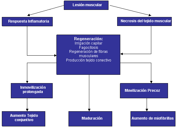 Lesiones musculares 