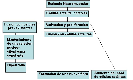 Lesiones musculares 