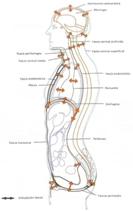 La fascia en fisioterapia