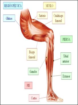 ejercicios sarcopenia