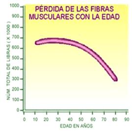 ejercicios sarcopenia