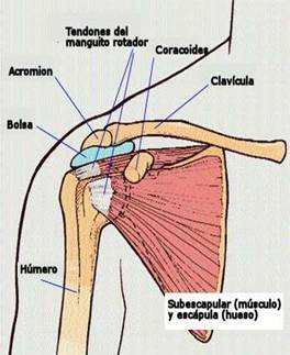 Biomecánica articulación glenohumeral