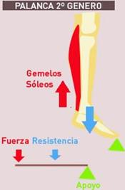 articulación tibiotarsiana