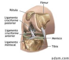 Analisis biomecanico de rodilla