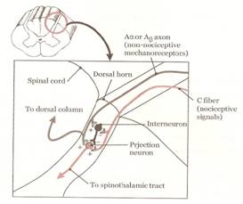 Efectividad del vendaje neuromuscular