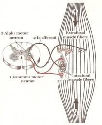 Efectividad del vendaje neuromuscular