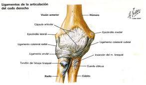 Fisioterapia en fractura supracondílea de húmero