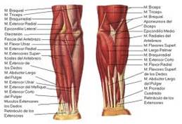 Fisioterapia en fractura supracondílea de húmero