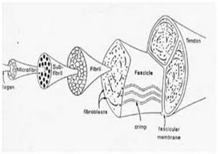 Terapia Manual Neuro Ortopédica