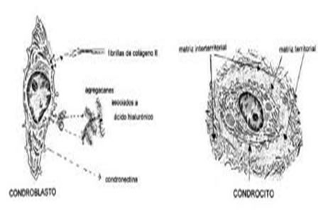 Terapia Manual Neuro Ortopédica