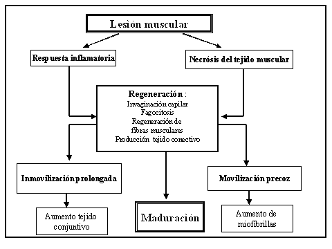 lesiones musculares