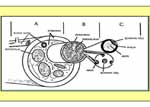 microelectrólisis percutánea guiada