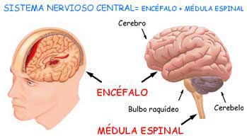 evaluación neuromotriz en pediatría