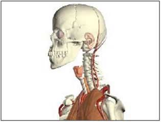 articulación temporomandibular