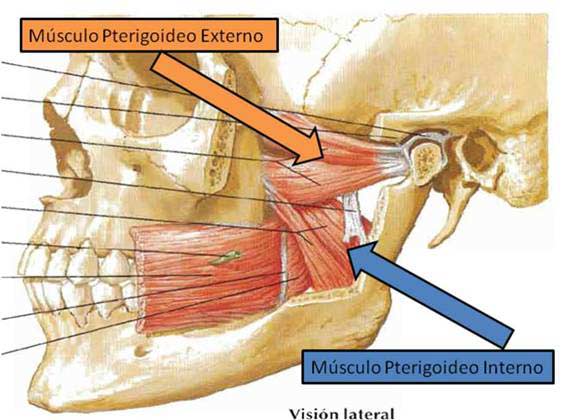 Articulación temporomandibular