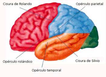 síndrome biopercular congénito