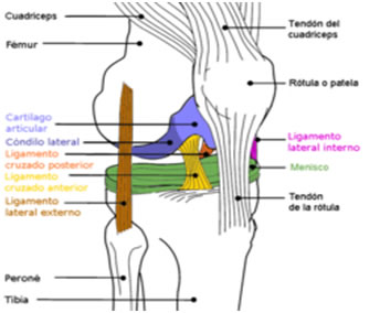 Ligamento cruzdo anterior