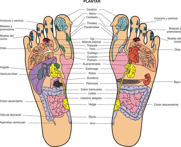 Reflexologia podal un enfoque desde la fisioterapia
