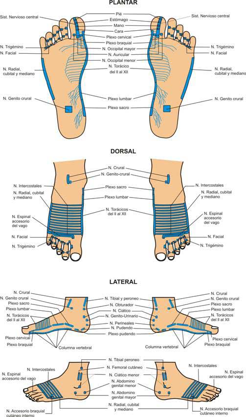 Reflexología podal