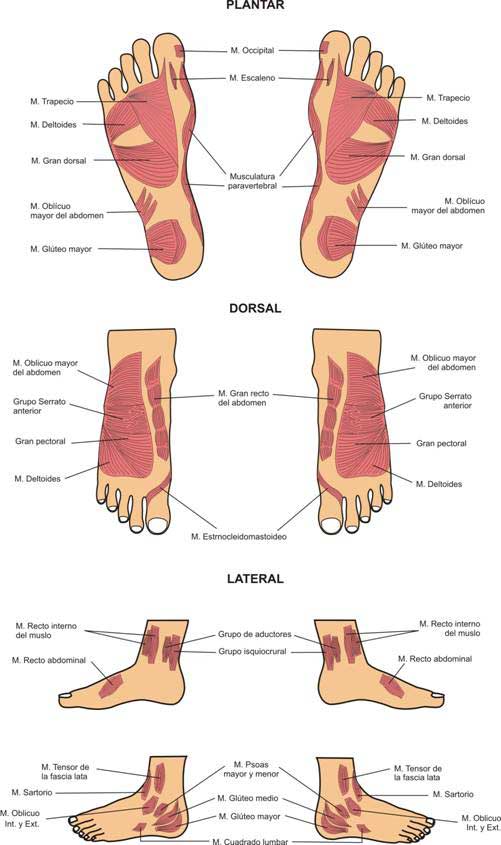 Reflexología podal