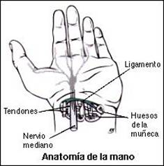 Anatomia de la mano