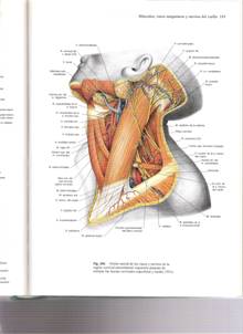 Fisioterapia en torticolis congenita