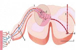 hidroterapia y fisioterapia en discopatias lumbares