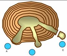 hidroterapia y fisioterapia en discopatias lumbares