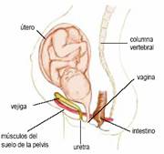 Fisioterapia embarazo y la preparación al parto