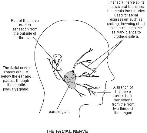 Fisioterapia de la parálisis facial