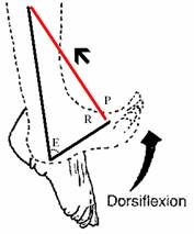 Biomecánica del tibialis anterior