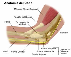 tejidos blandos del codo