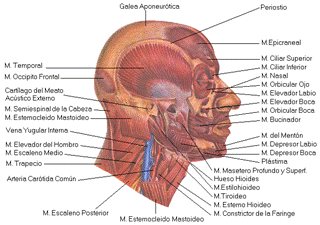Fisioterapia cefalea tensional