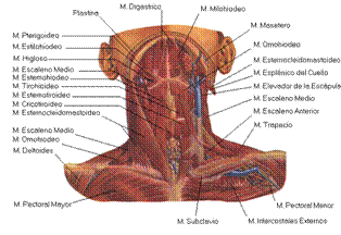 Fisioterapia cefalea tensional