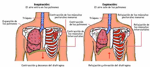 Fisioterapia respiratoria