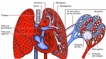 Fisioterapia respiratoria