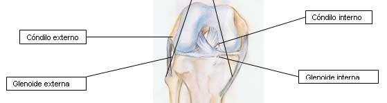 hidroterapia en plastia de ligamento cruzado anteroexterno