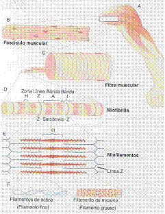 tratamiento rotura isquiotibiales