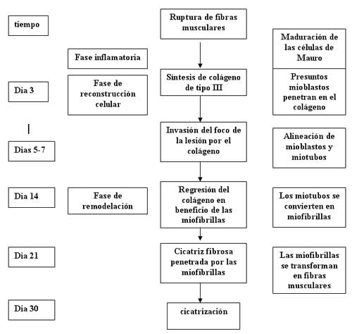 tratamiento rotura isquiotibiales