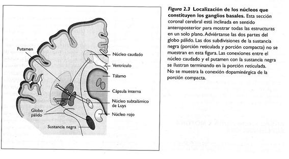 Fisioterapia en parkinson