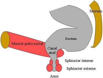 fisioterapia perineal en pediatría