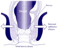 fisioterapia perineal en pediatría