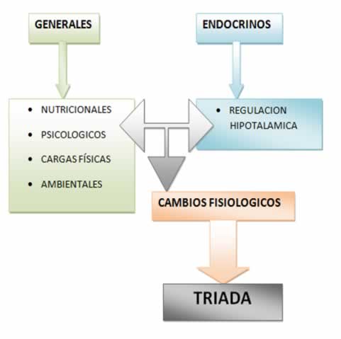 tríada en la deportista de élite