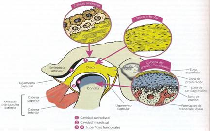 Terapia manual de la articulación temporomandibular