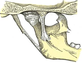 Terapia manual de la articulación temporomandibular