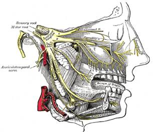 Terapia manual de la articulación temporomandibular